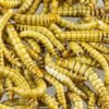 O tenébrio molitor como fonte proteica para alimentação