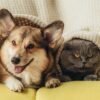 as proteínas obtidas a partir de insetos representam uma grande oportunidade de promover a sustentabilidade dentro da indústria pet food.