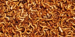 produção de insetos para alimentação animal
