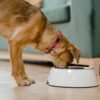 Proteína de insetos na alimentação dos seus PET's
