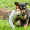 Proteína de insetos: Uma opção viável em alimentos para cães e gatos?