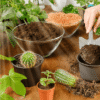 Cenheça o Fertilizante Orgânico Insect Frass