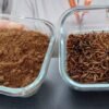 Startup cria inseto para produção de largas que viram fonte proteica para alimentação animal